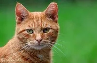 cat2