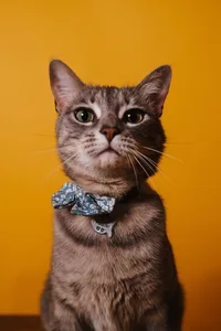 aiden-craver-Ki6iDtSCmhg-unsplash